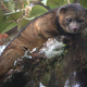 Illustration for article titled Citizen Science Helped Us Understand More About The Adorable Olinguito